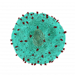 t-helper cell, cell, immune system-1123292.jpg
